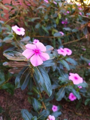 Catharanthus roseus