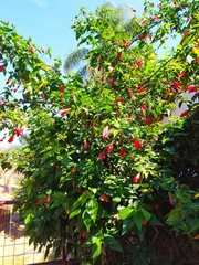 Malvaviscus arboreus