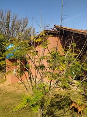 Caesalpinia pulcherrima flava