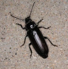 Archodontes melanopus