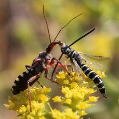 Rhynocoris erythropus