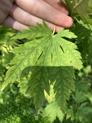 Napaea dioica