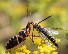 Rhynocoris erythropus