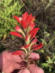 Castilleja indivisa