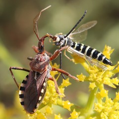 Rhynocoris erythropus