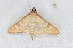 Mimorista subcostalis