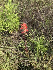 Castilleja indivisa