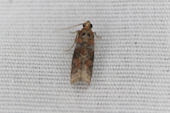 Sciota rubrisparsella