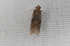 Sciota rubrisparsella