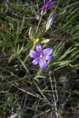 Brodiaea kinkiensis