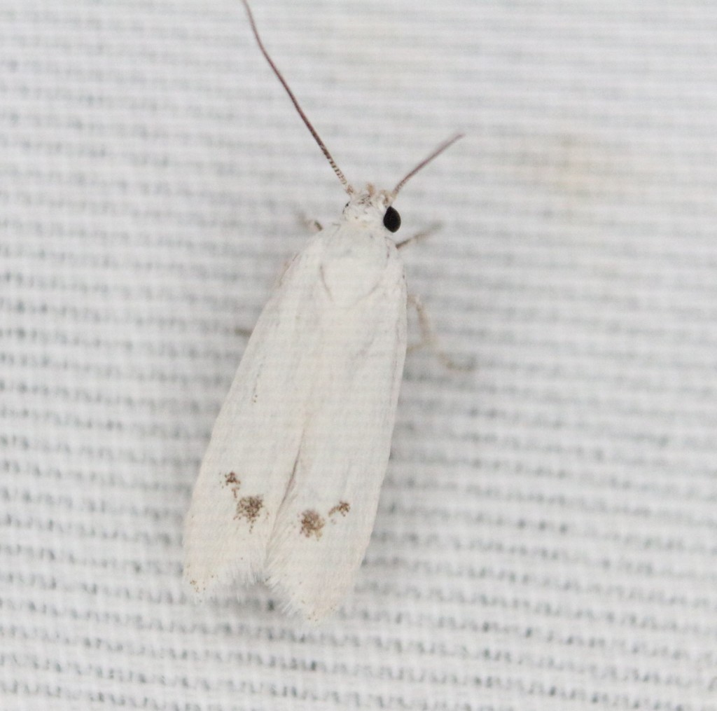 Anoncia leucoritis