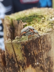 Macrodactylus mexicanus