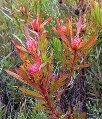Alatosperma