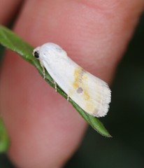 Ponometia binocula