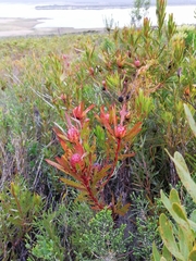 Alatosperma
