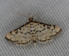 Hileithia rehamalis