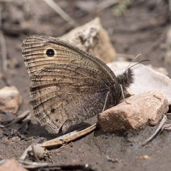 Cercyonis oetus