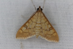 Mimorista subcostalis