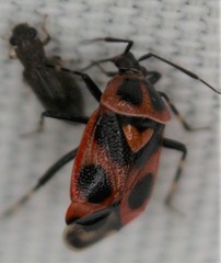 Deraeocoris histrio