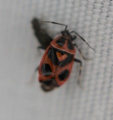 Deraeocoris histrio