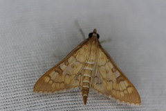 Mimorista subcostalis