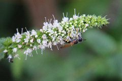 Philanthus triangulum