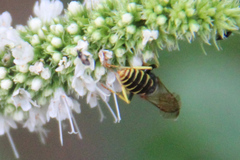 Philanthus triangulum