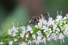 Philanthus triangulum