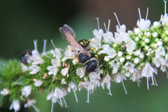 Philanthus triangulum