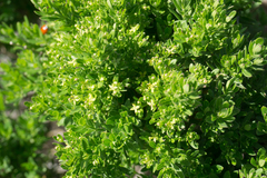 Galium catalinense acrispum