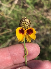 Ratibida columnifera