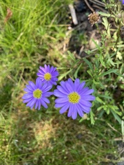 Brachyscome iberidifolia