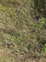 Ratibida columnifera