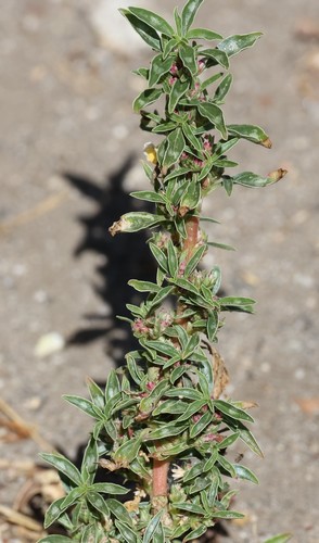 photo of Procumbent Pigweed (Amaranthus blitoides)