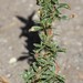 photo of Procumbent Pigweed (Amaranthus blitoides)