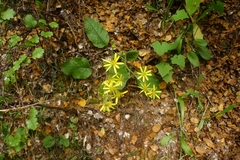 Brachyglottis bellidioides