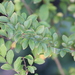 photo of Chinese Elm (Ulmus parvifolia)