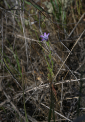 Gilia nevinii