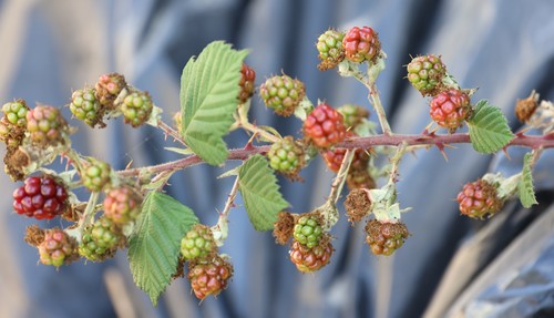 photo of Armenian Blackberry (Rubus armeniacus)