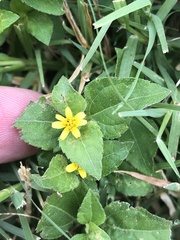 Calyptocarpus vialis