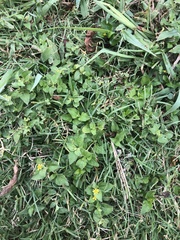 Calyptocarpus vialis