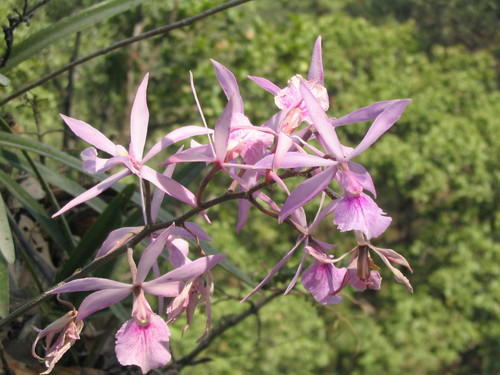 Encyclia adenocaula, photograph 6