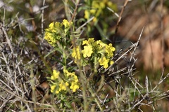 Lithospermum calycosum