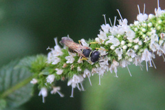 Philanthus triangulum