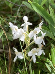 Platanthera blephariglottis blephariglottis