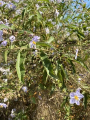 Solanum bonariense