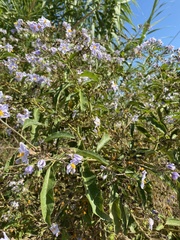 Solanum bonariense