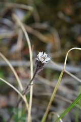 Erigeron humilis