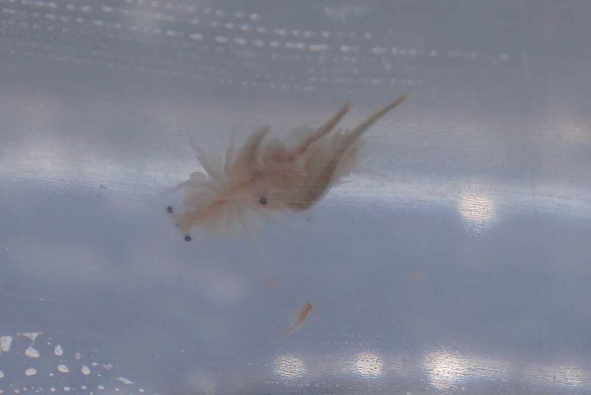 Artemia monica Verrill, 1869