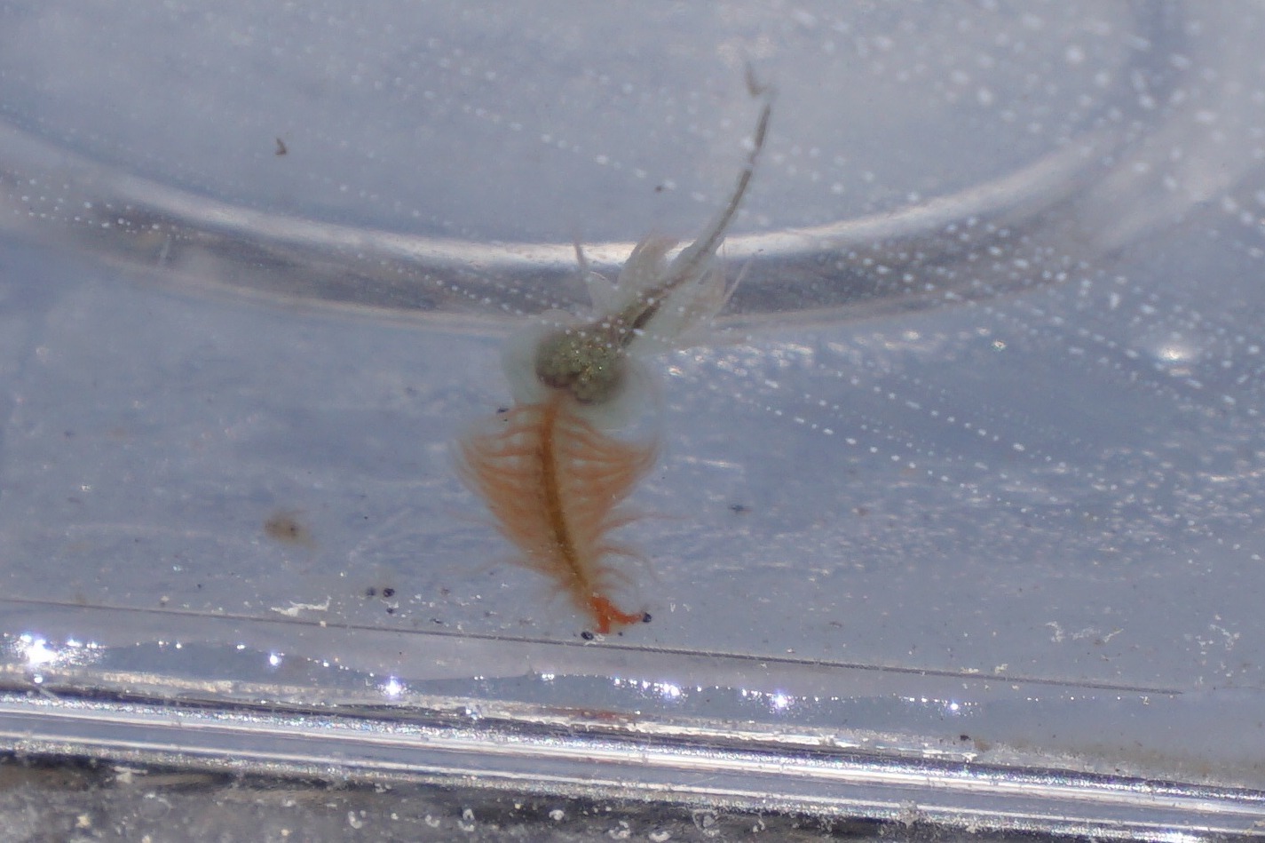 Artemia monica Verrill, 1869